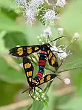 Mating