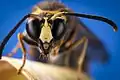 Eumenes sp. of South Korea