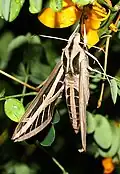 Imago (adult moth) back view
