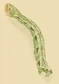 Larva