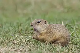 Brown squirrel