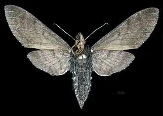 Female underside