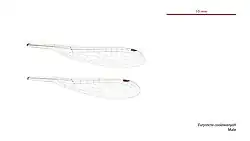 Male wings