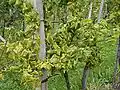 Symptoms on German variety Scheurebe