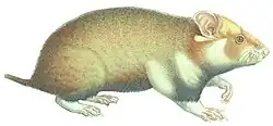 Cricetus cricetus