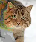 A composite image, where the different parts have different JPEG compression levels