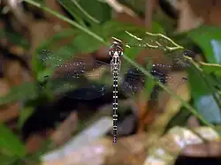 Female