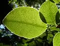 Leaf shape