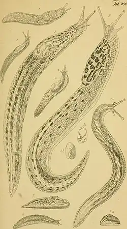 Slugs
