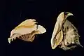 Two Shells, Pitti Palace