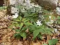 Alpine flowers
