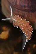 Coryphella verrucosa, British Columbia