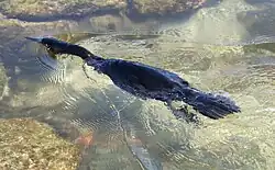 A flightless cormorant swims at the water's surface using just its hind limbs.