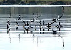 Roosting, Tasmania