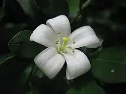 Flower detail
