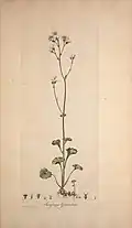 Saxifraga granulata in Flora Londinensis Many species of this Genus were cultivated in the garden at Cranmore.