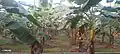 Flowering and fruit-setting phase Myndoli Banana plants