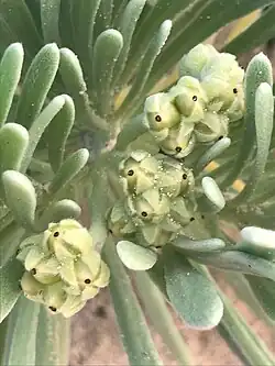 Developing fruit