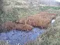 Reeds growing in a pond-like area of the ruins.