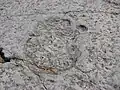 A sauropod pes print showing digit impressions.