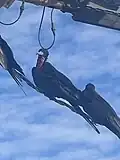 Males at Punta Sal