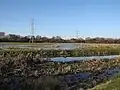 Staines Moor