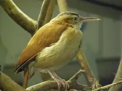 Pacific hornero