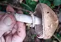 Agaricus sp. in deadhedge by main pond