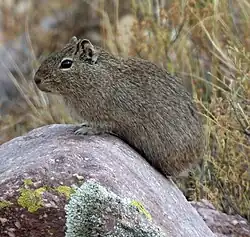 Brown cavy