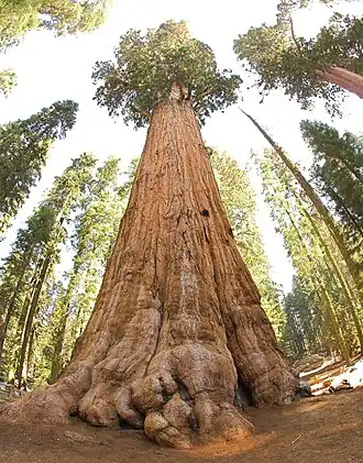 Image 2The General Sherman Tree, thought to be the world's largest by volume (from Tree)