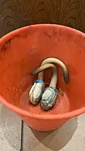 Geoduck before cooking at a Chinese restaurant in Sunnyvale, California