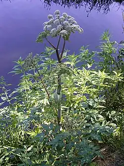 Entire plant