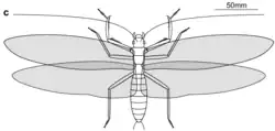 Gigatitan vulgaris
