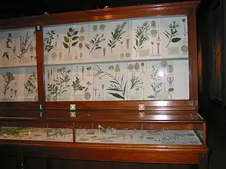 A sample of the Glass Flowers