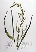 Glyceria fluitans (paprastoji monažolė). The seeds were used for food and mentioned as nature goods of Lithuania Minor along with beeswax, honey, amber and timber.[17]