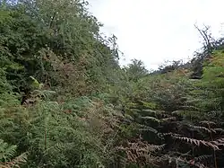 Gooderstone Warren