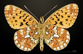 Ventral side