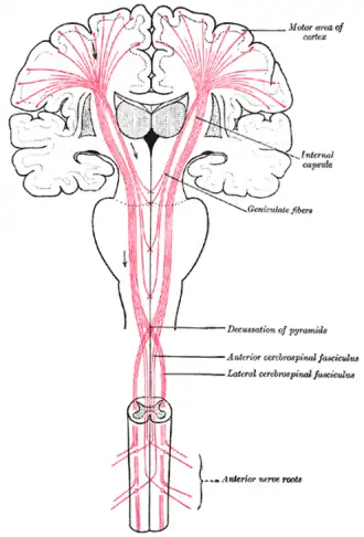 The motor tract.