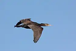 In flight, Farmoor Reservoir, Oxfordshire