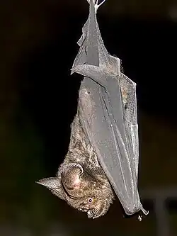 Brown bat
