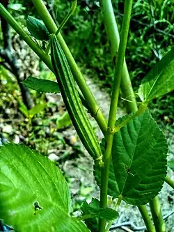 Green jute seed