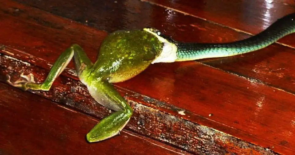 Green tree snake eating white-lipped tree frog near Cooktown, Queensland