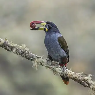 Feeding