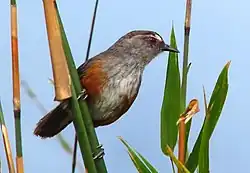 Montecincla meridionalis from the Kalakkad Mundanthurai Tiger Reserve