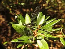 Female