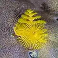 Spirobranchus giganteus, Anilao, Philippines