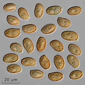 Spores