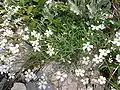a white-flowered form