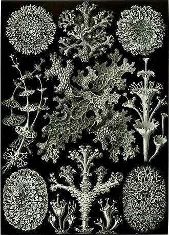 Lichen (Lichenes)