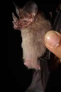 Brown bat
